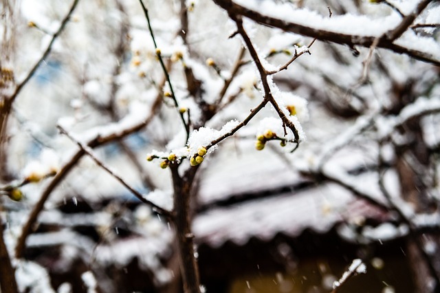 随着部分核