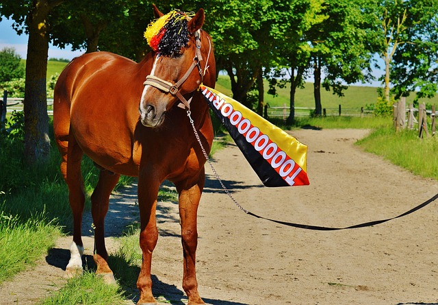 年轻的新星 年轻的新星