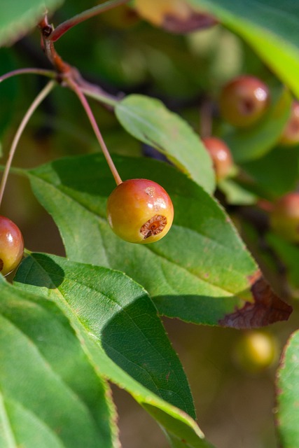 他们用悲情 他们用悲情